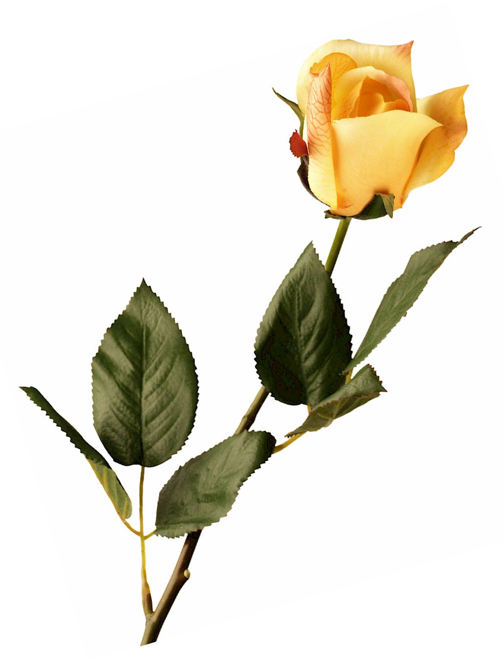 rose02